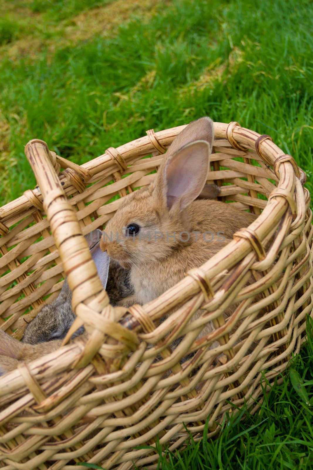 bunnies in basket on green grass background