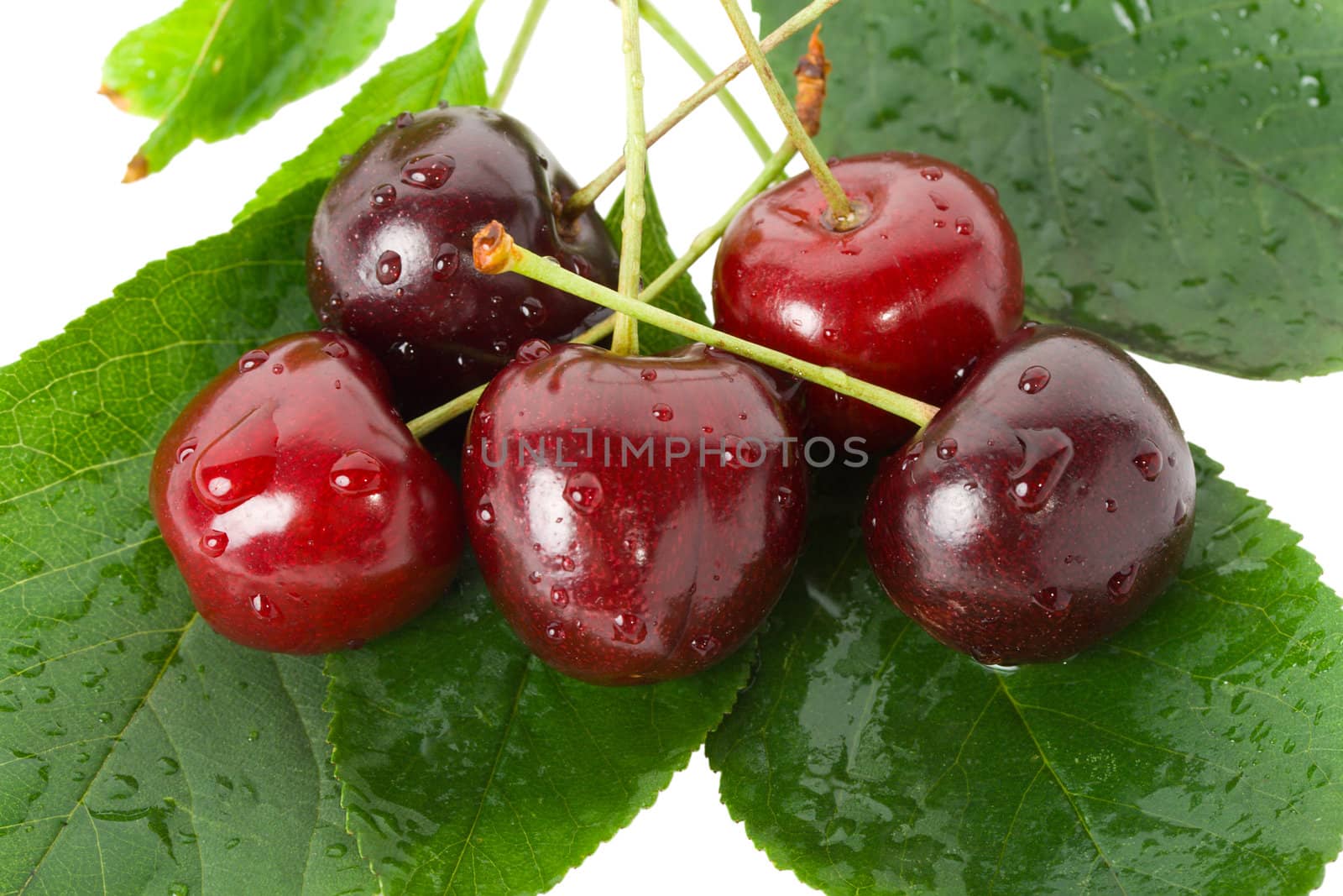 sweet cherries on leaves, isolated on white