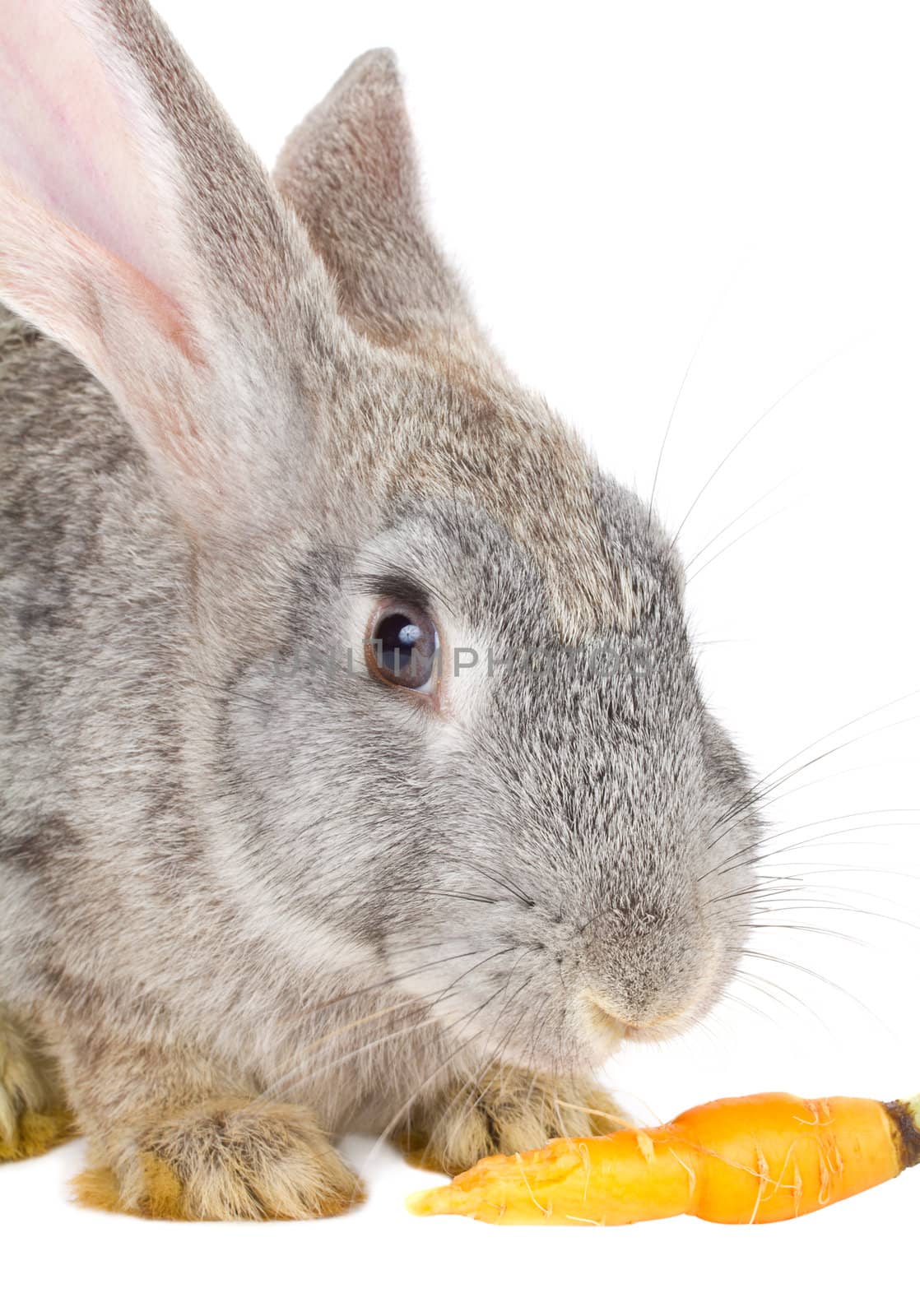 close-up rabbit eating carrot, isolated on white