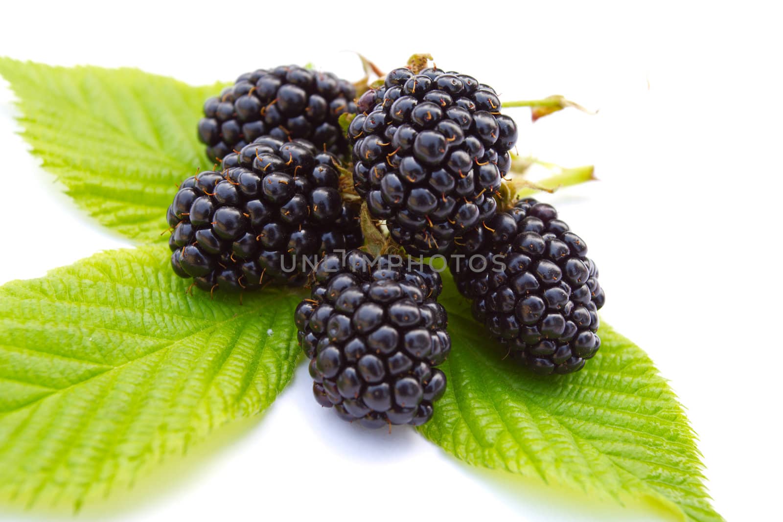 close-up ripe blackberries on leaves by Alekcey