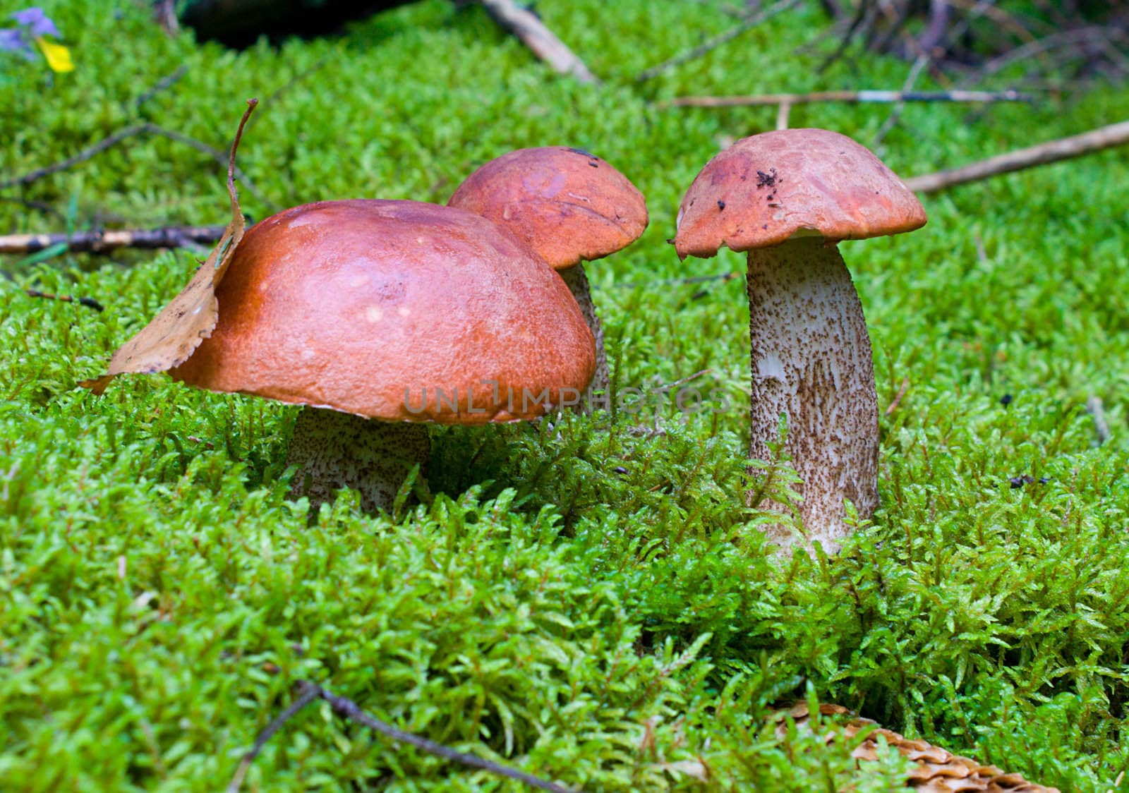 close-up three orange-cup mushrooms in forest