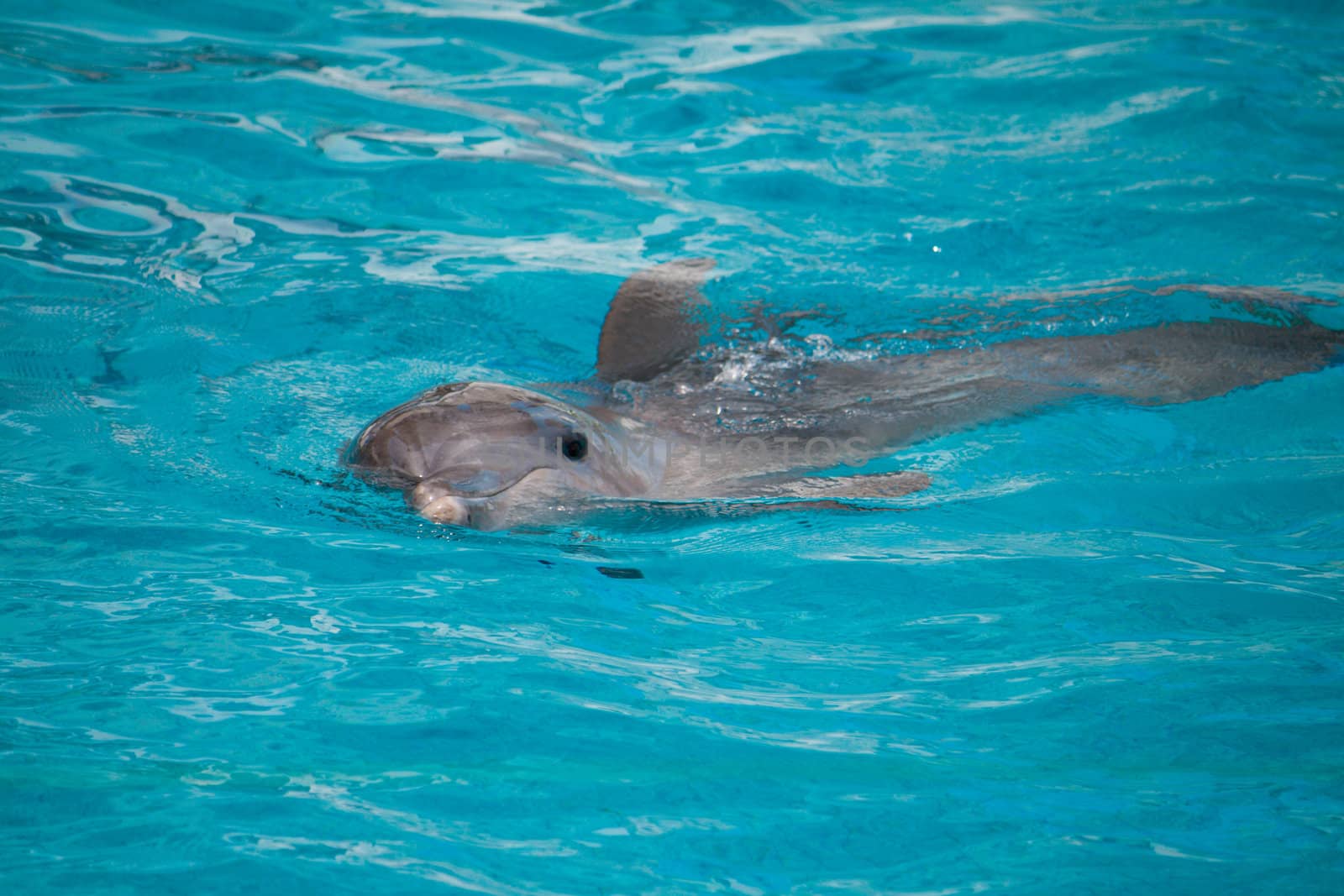 dolphin, swimming in water