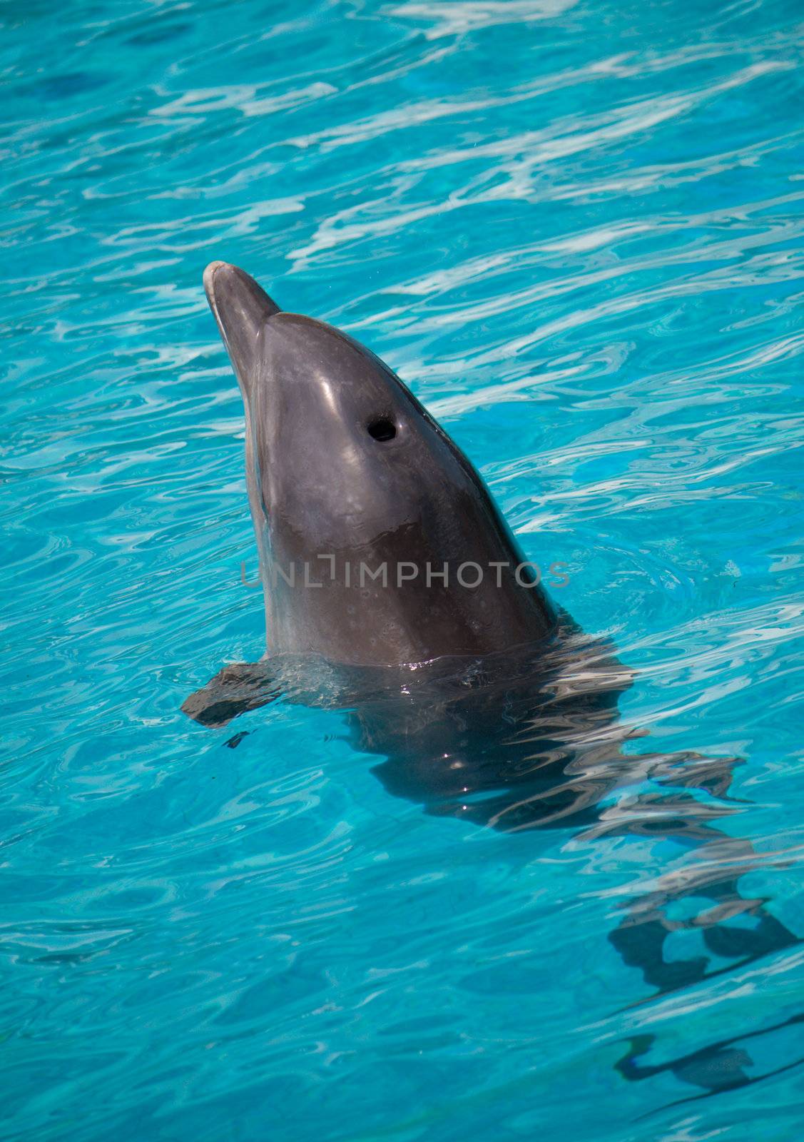 dolphin swimming in water