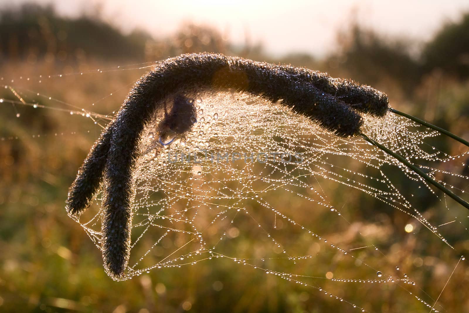 dry grass in spiders web by Alekcey