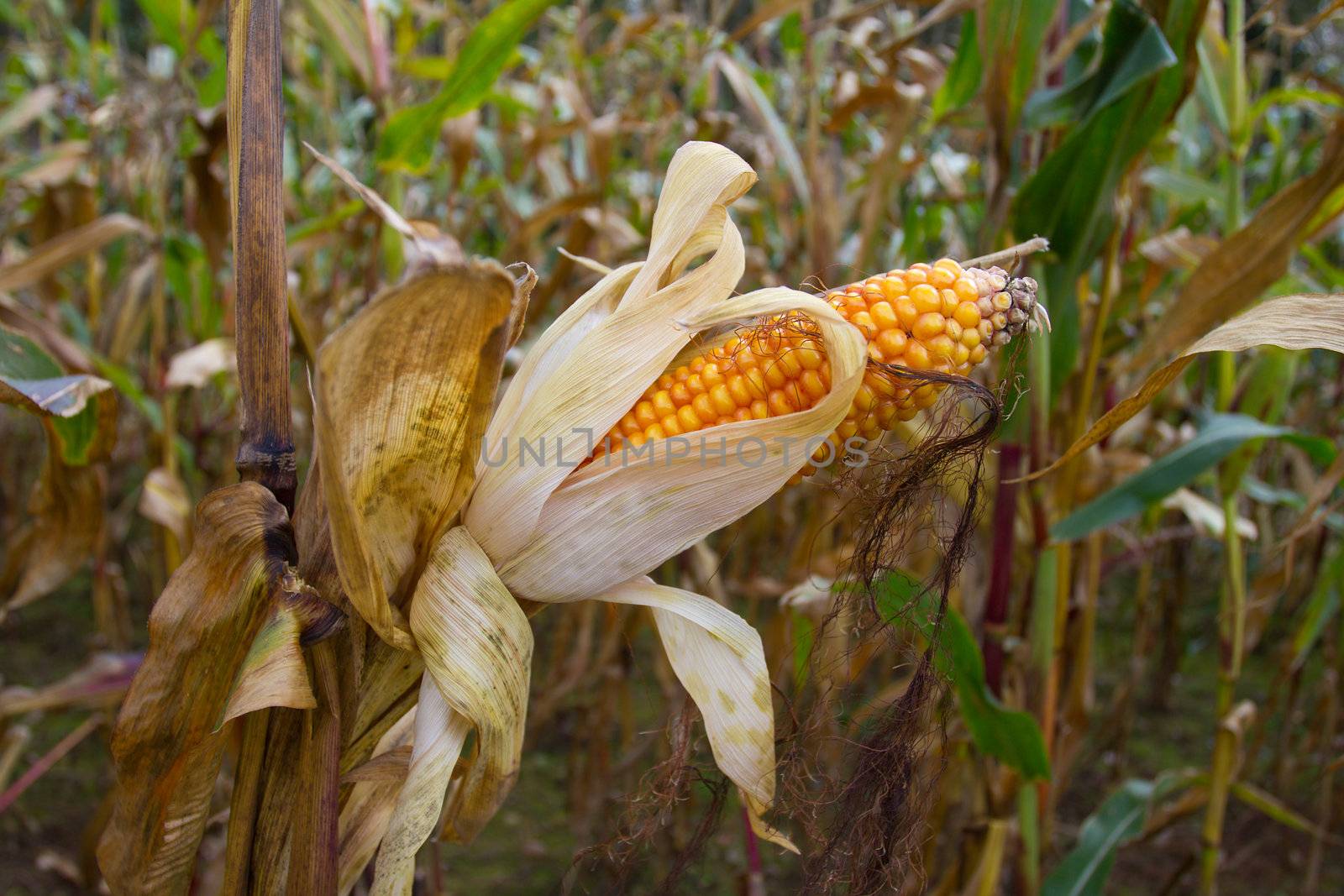 close-up dry ripe corn in field