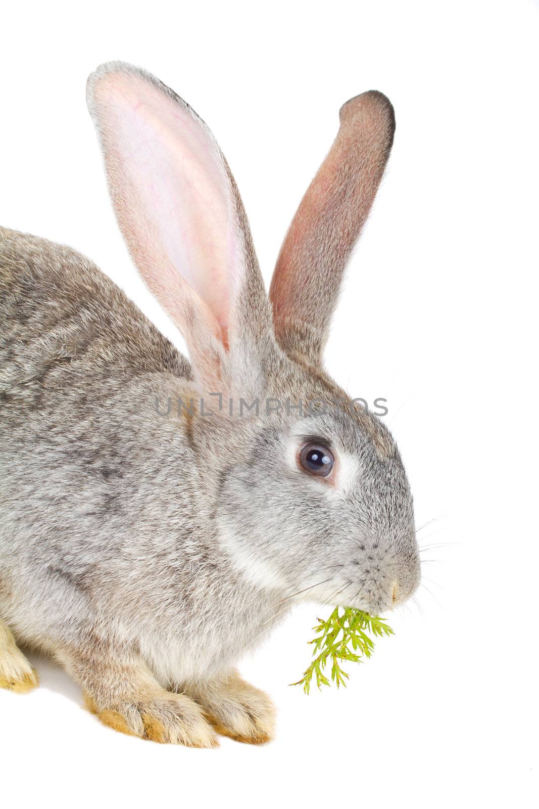 close-up gray rabbit eating the carrot leaves, isolated on white