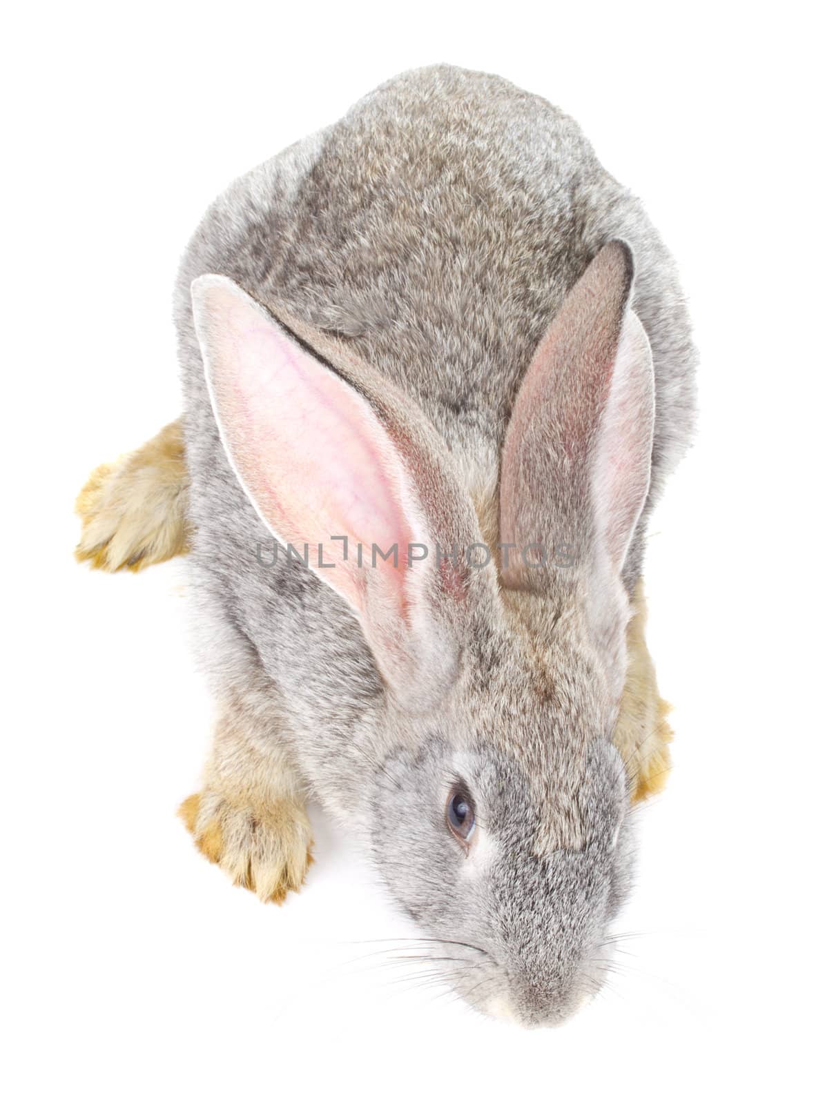close-up gray rabbit view from above, isolated on white