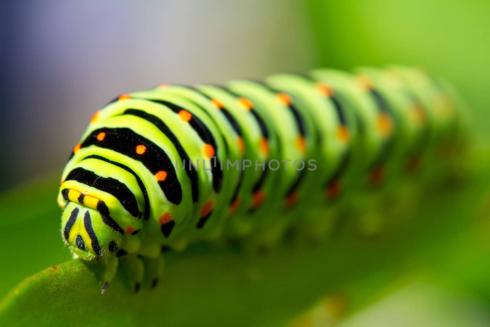 green caterpillar by Alekcey