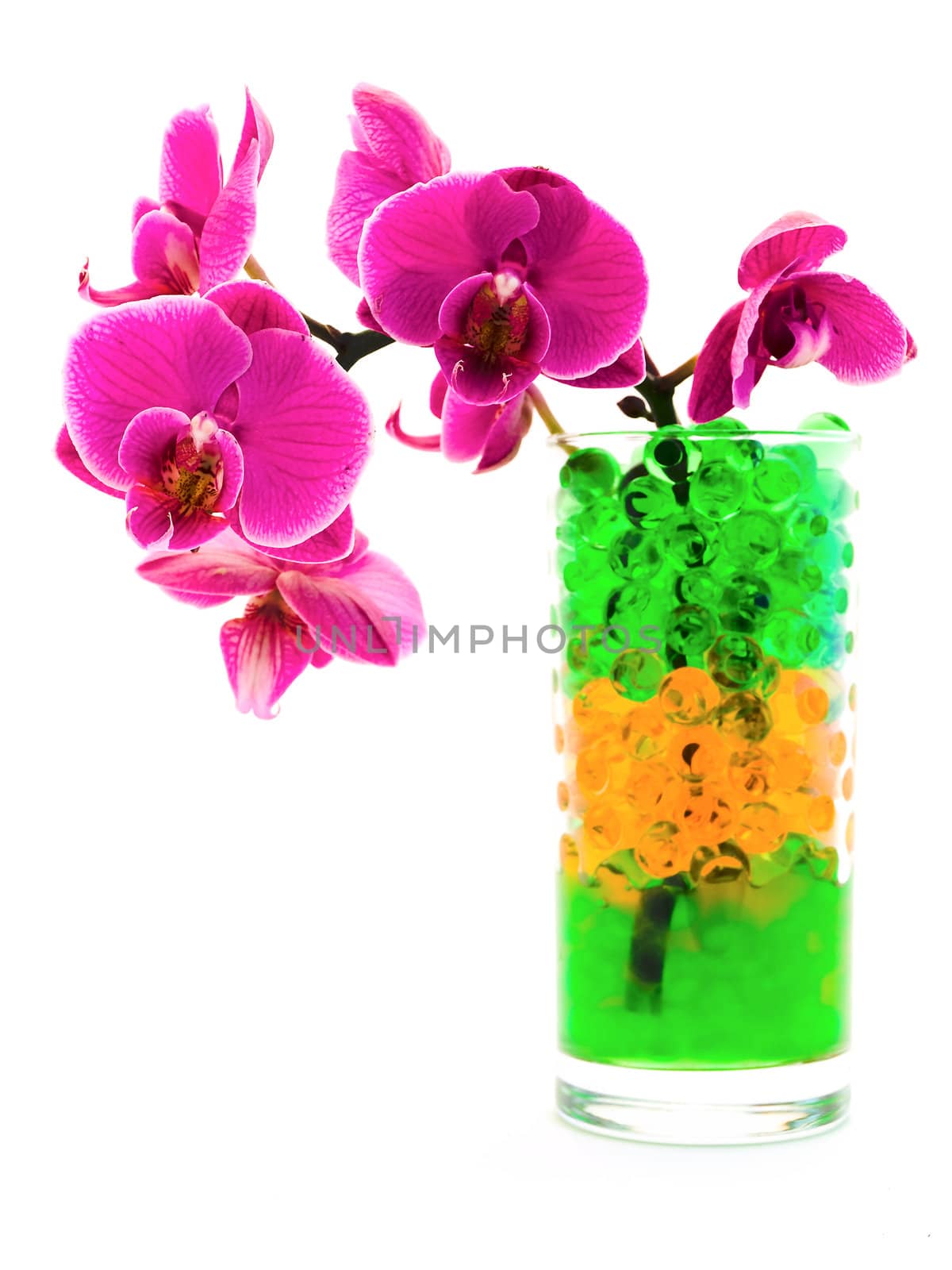orchid in glass with hydrogel by SNR