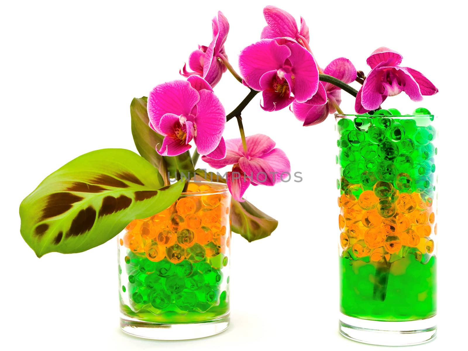 orchid and plants in glass with hydrogel by SNR