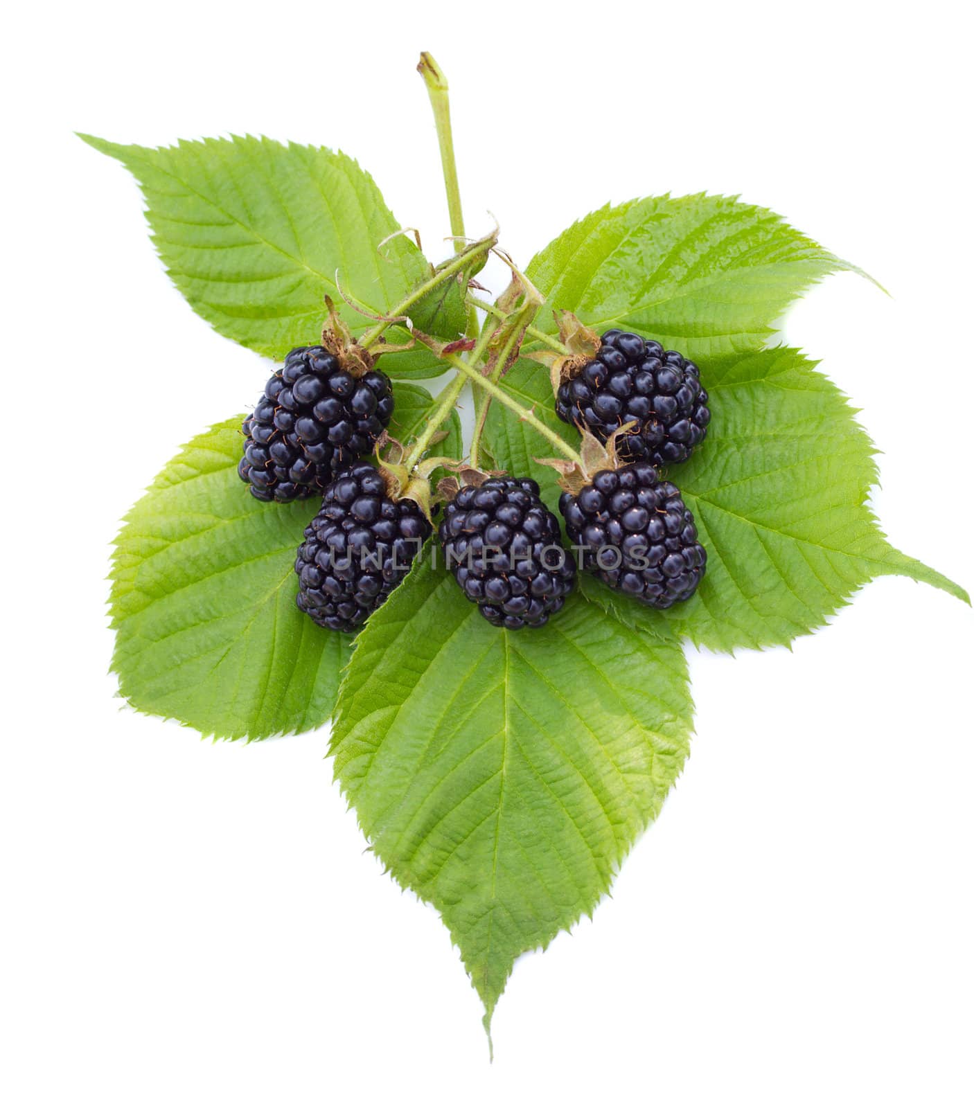 heap of ripe blackberries with leaves, isolated on white