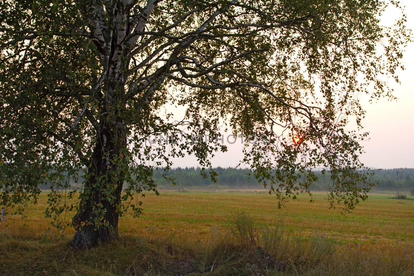 lonely birch in field on sunrise