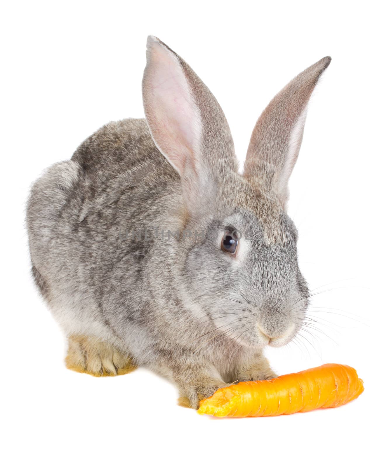 gray rabbit eating carrot, isolated on white