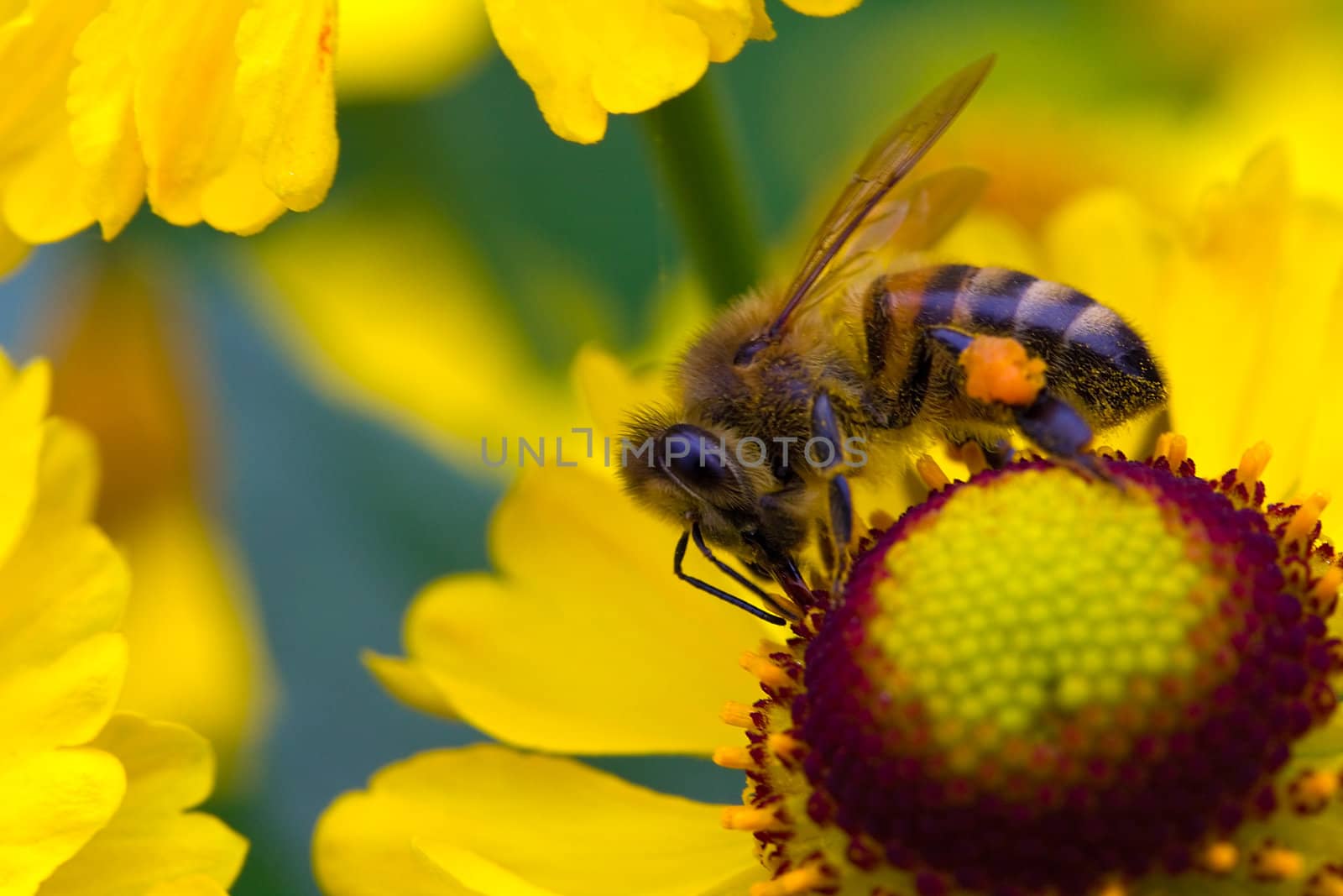 small bee collect nectar on the yellow flower by Alekcey