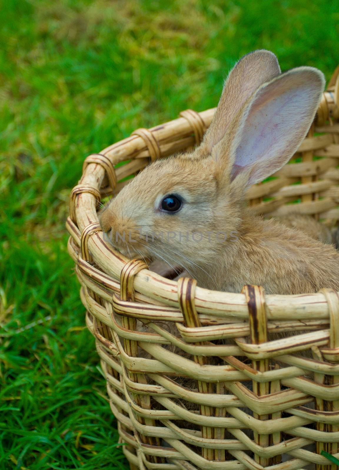 small bunny in basket on green grass