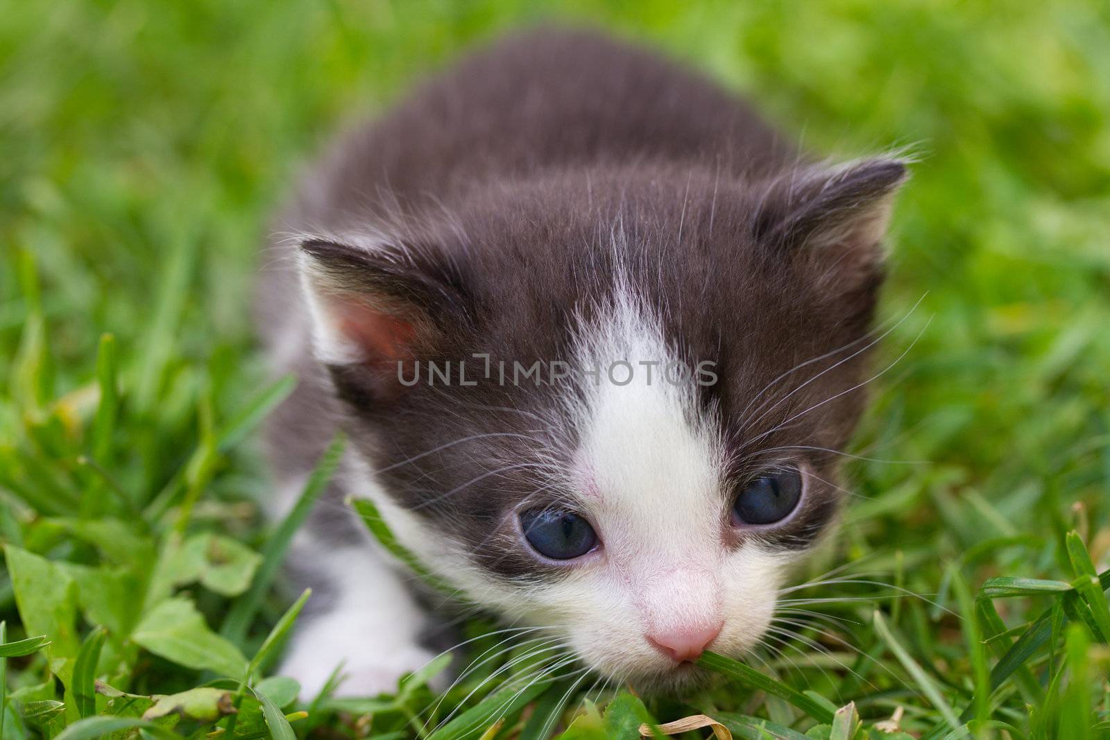 close-up black and white kitten in grass