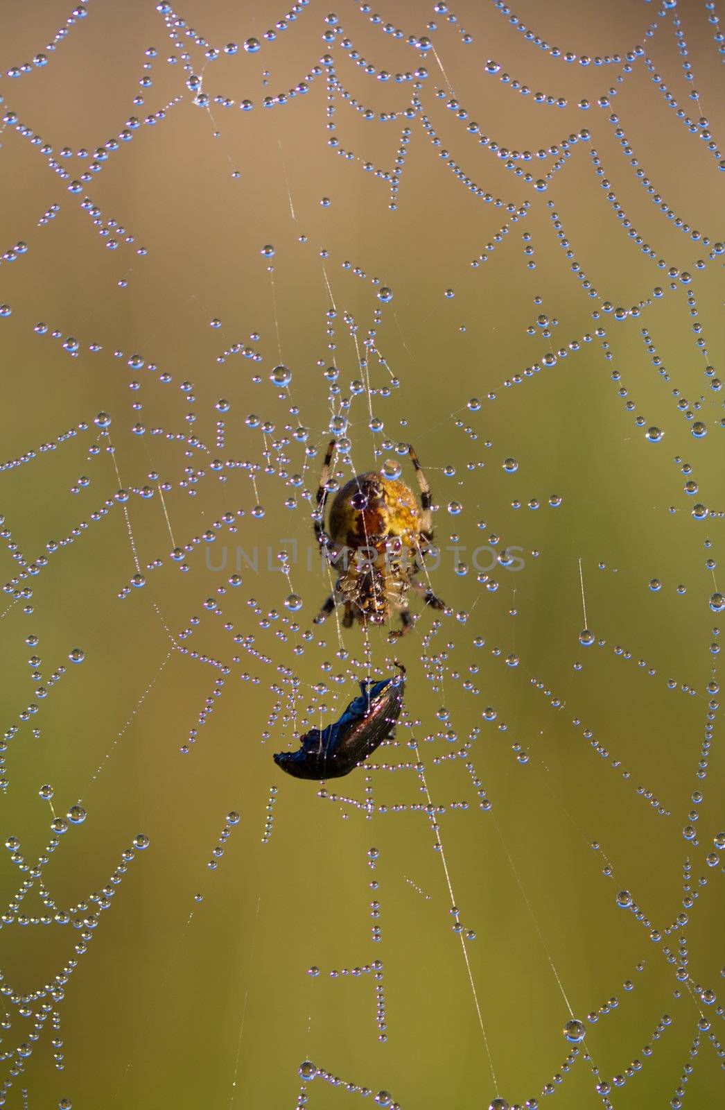 spiders web with drops of early-dew