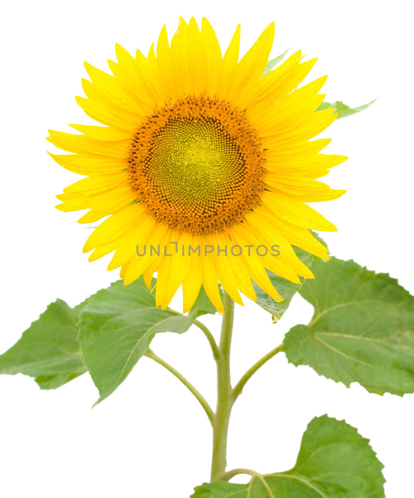 sunflower with drops of water, isolated on white