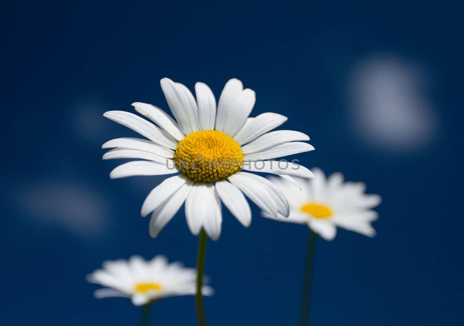 three chamomiles on blue sky background, selective focus