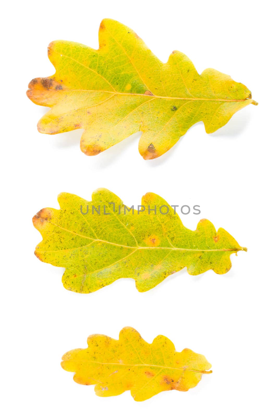 three oak leaves, isolated on white