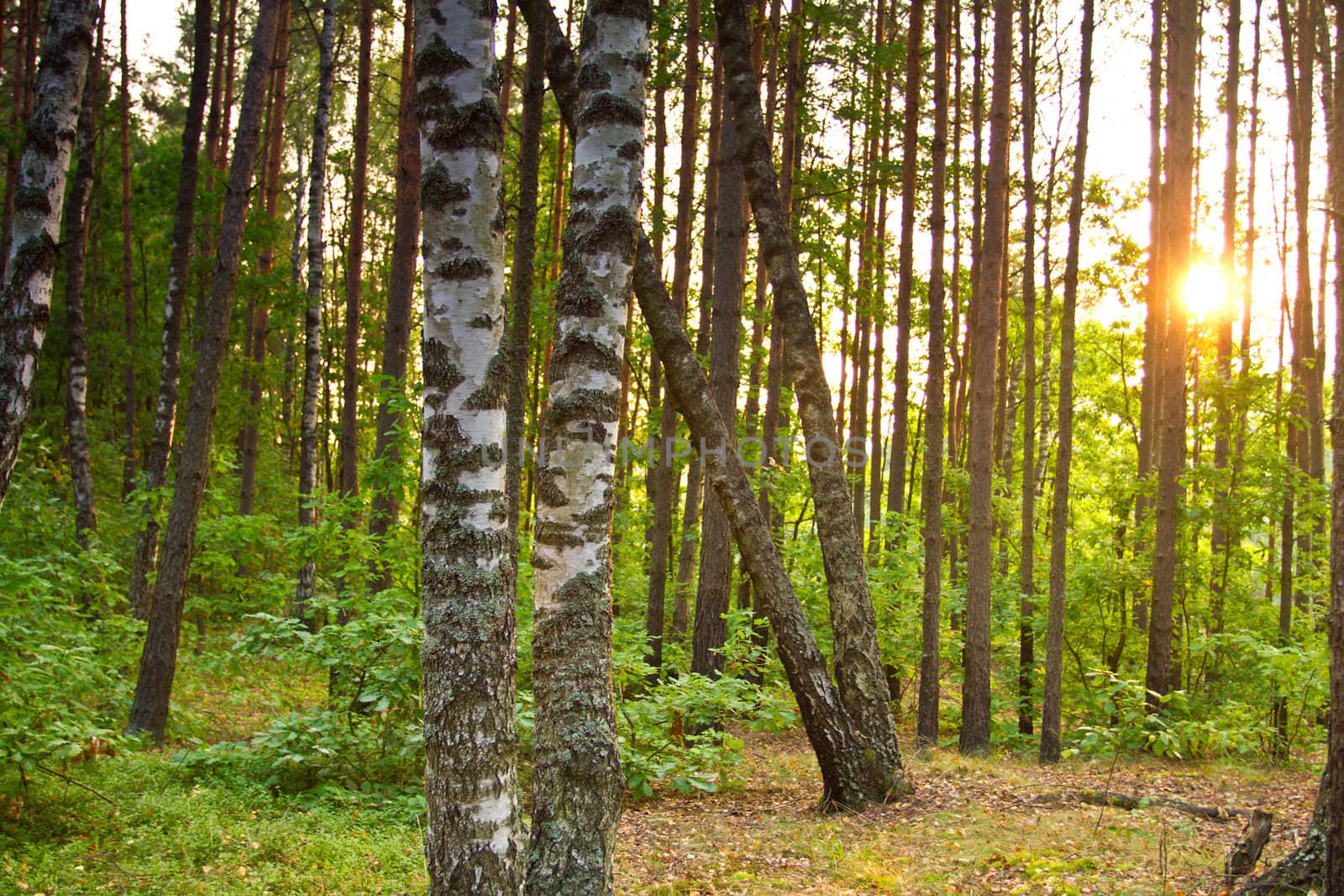 two birches in summer green forest