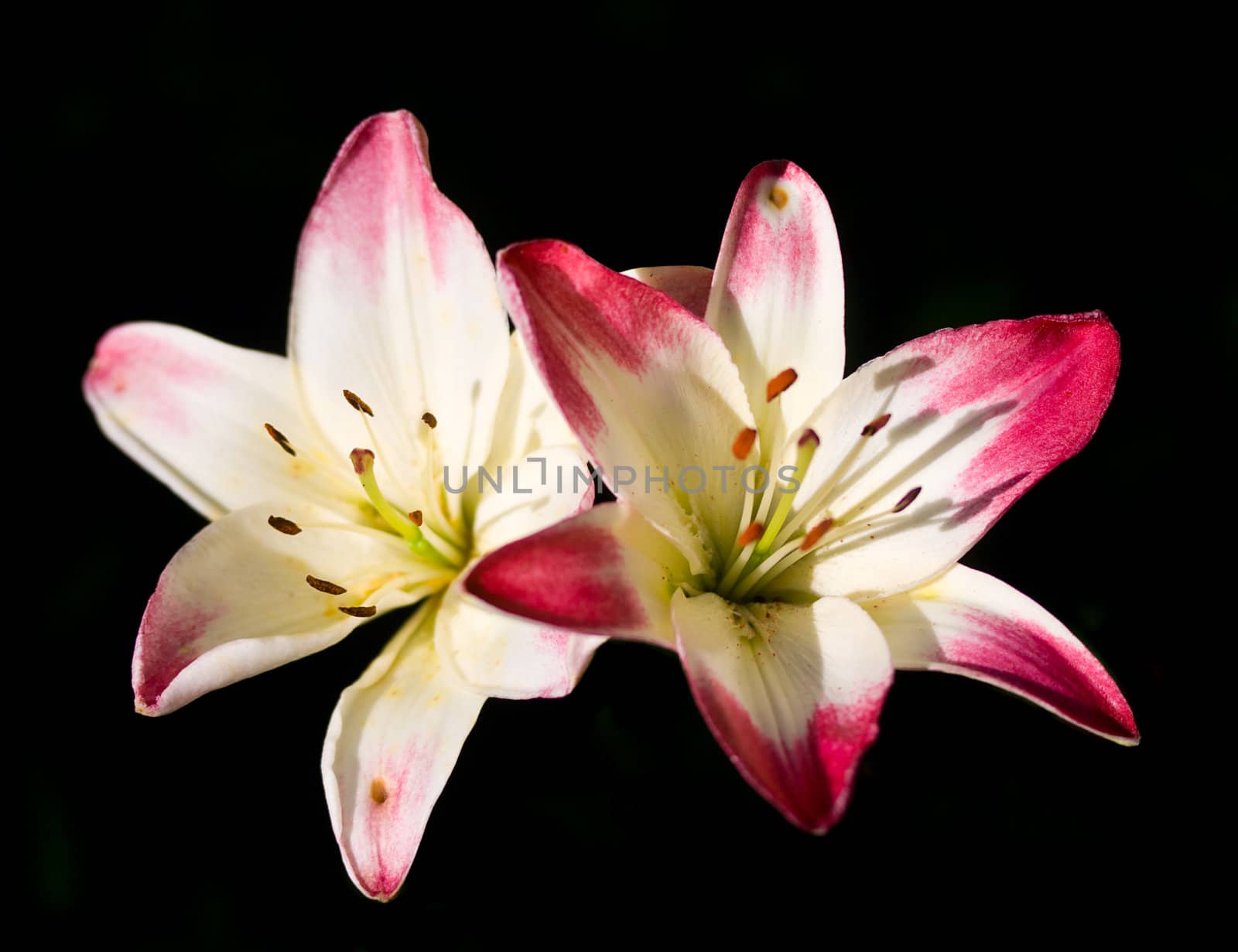 close-up two lilies, isolated on black