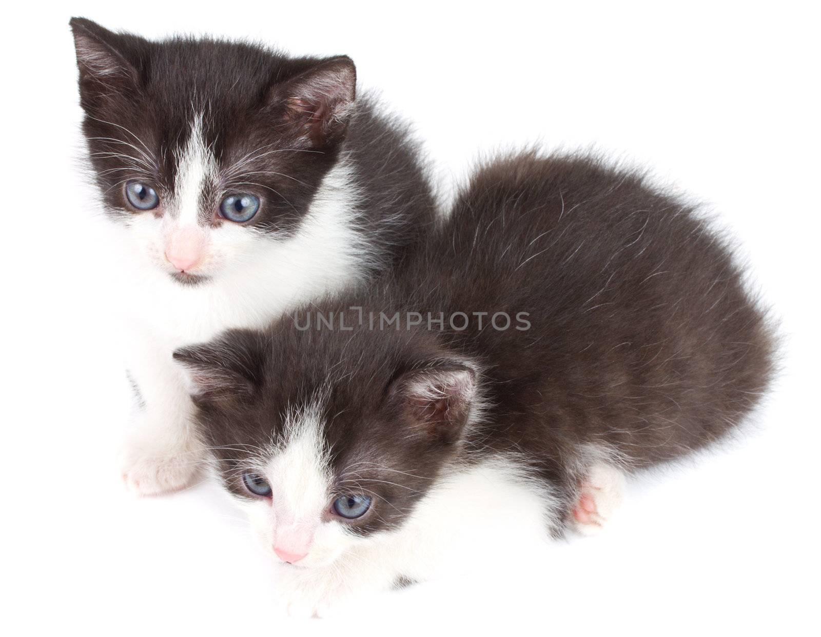 black and white kittens by Alekcey