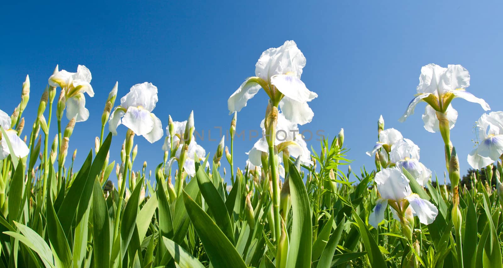 white irises against a blue sky