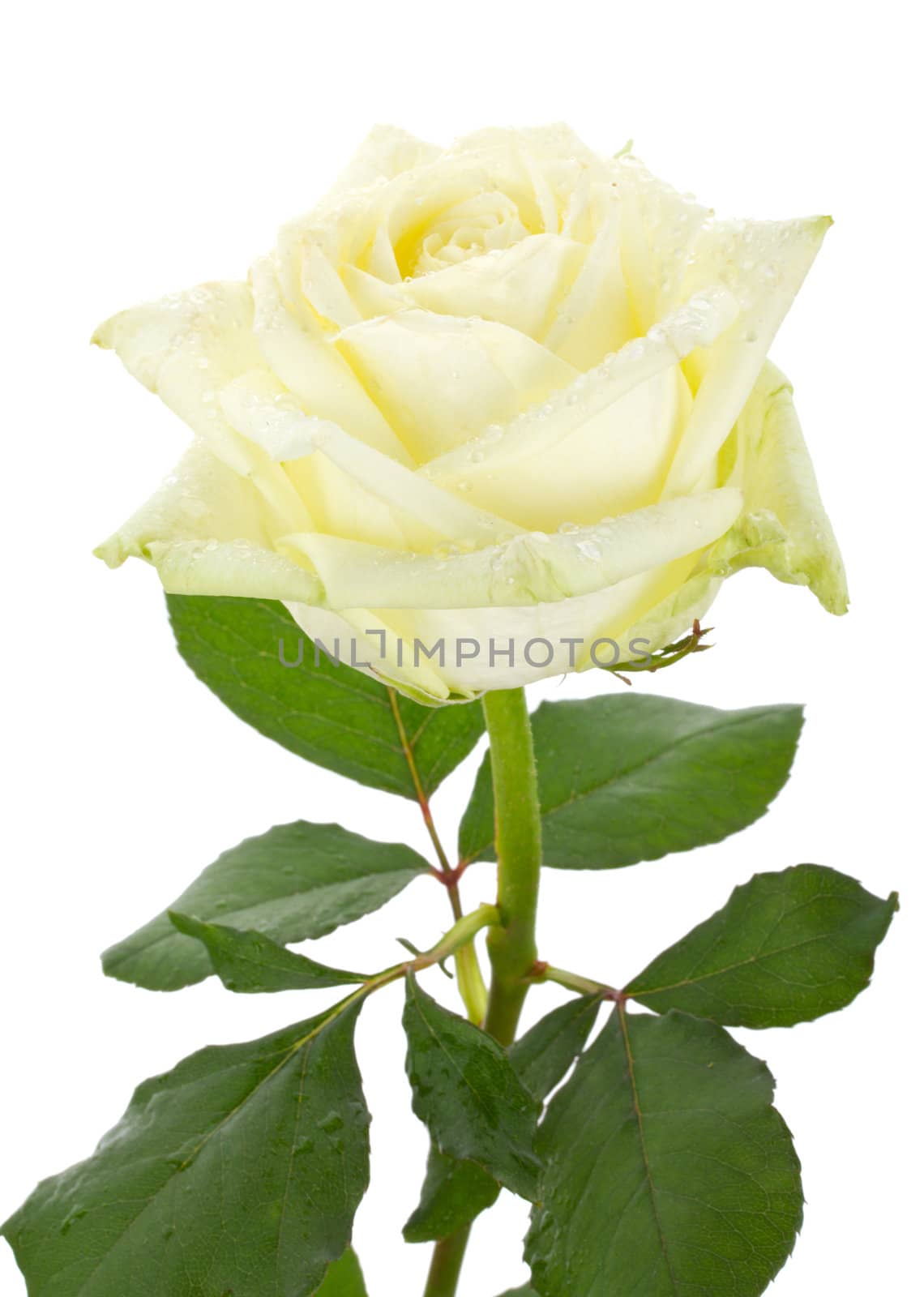 close-up beautiful white rose, isolated on white