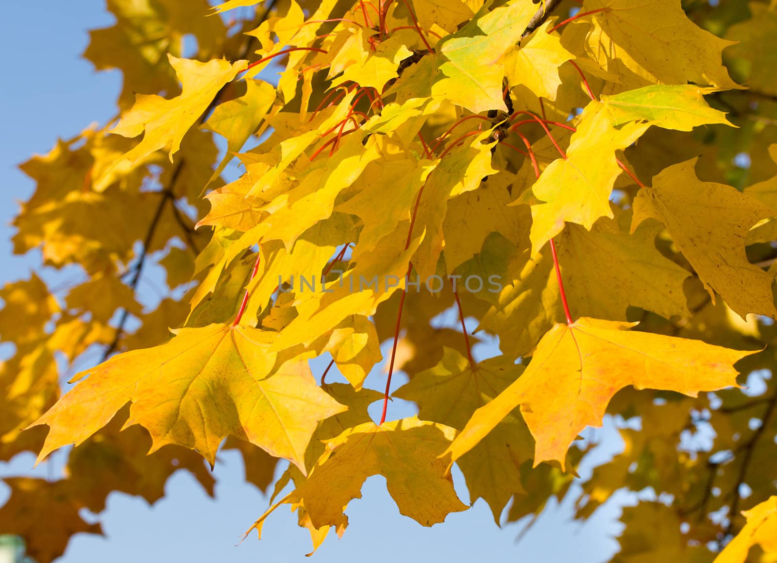 autumn maple leaves background