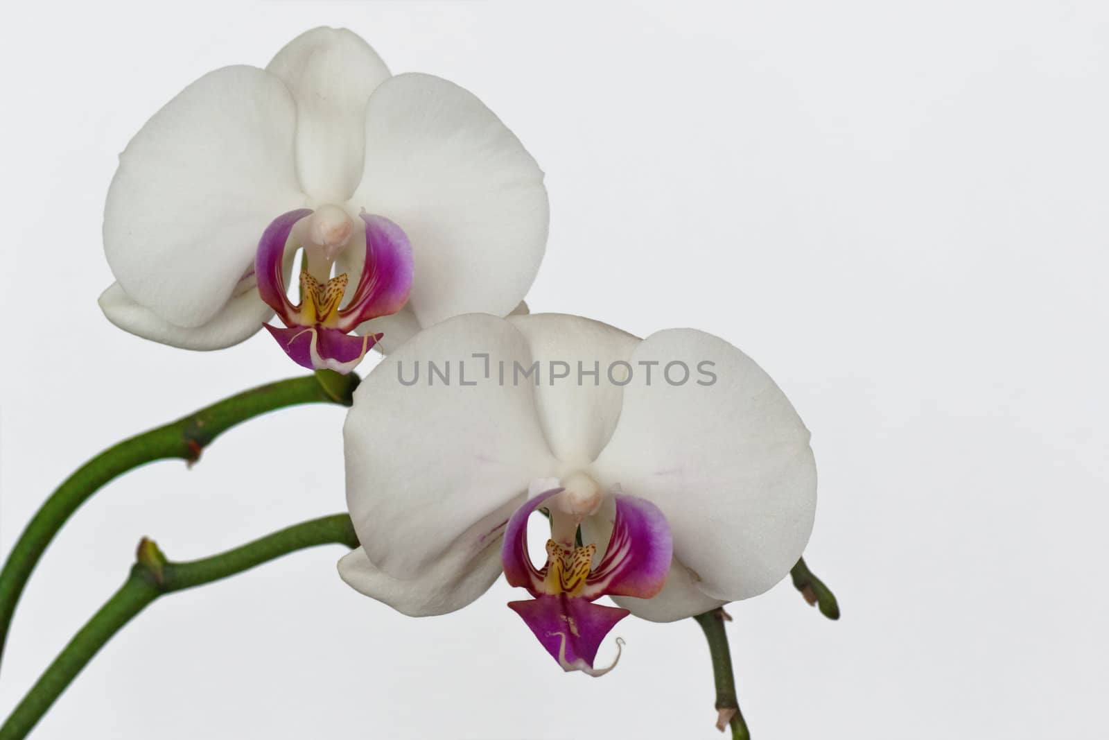 pink white orchid 
