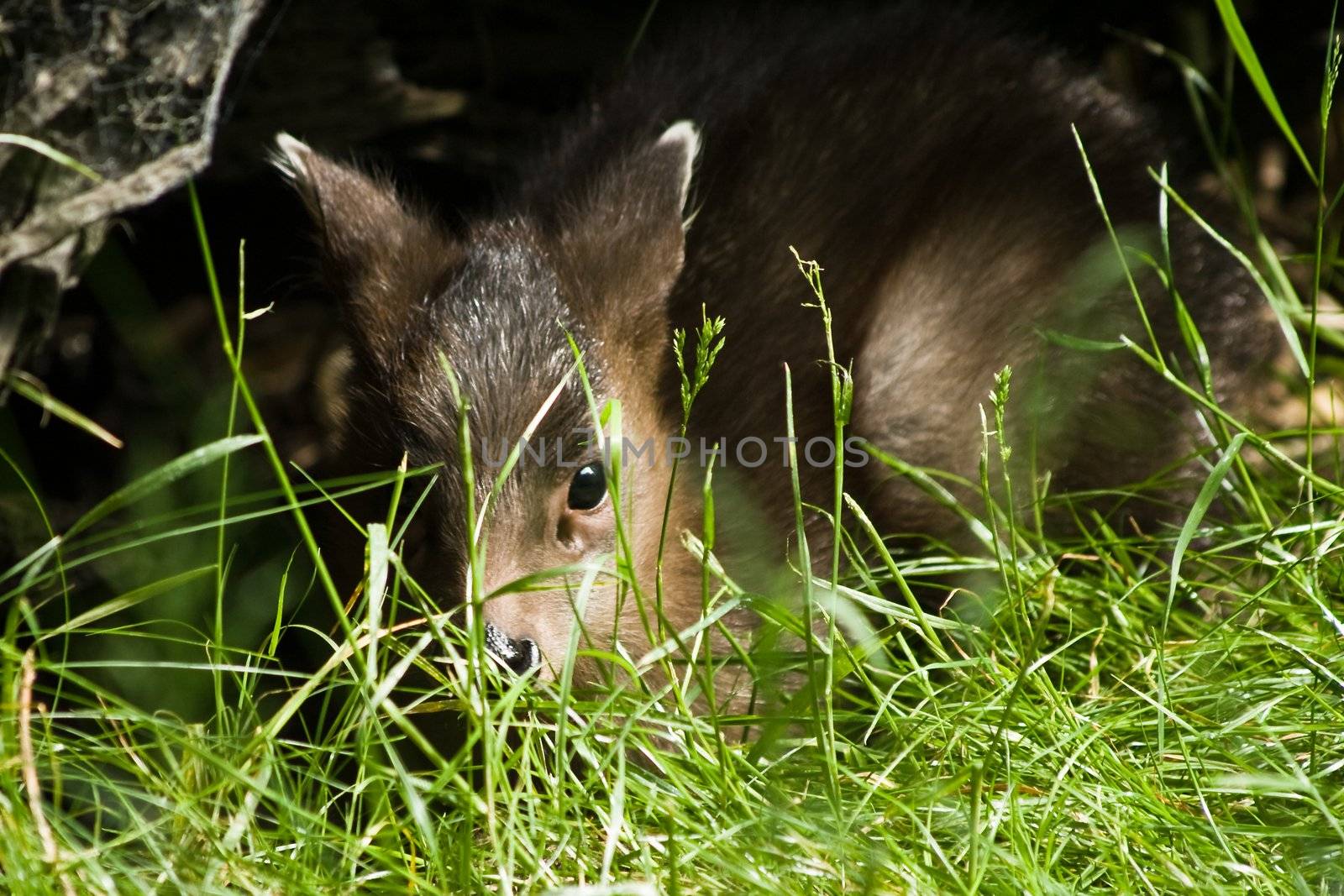 Baby tufted deer hiding by Colette