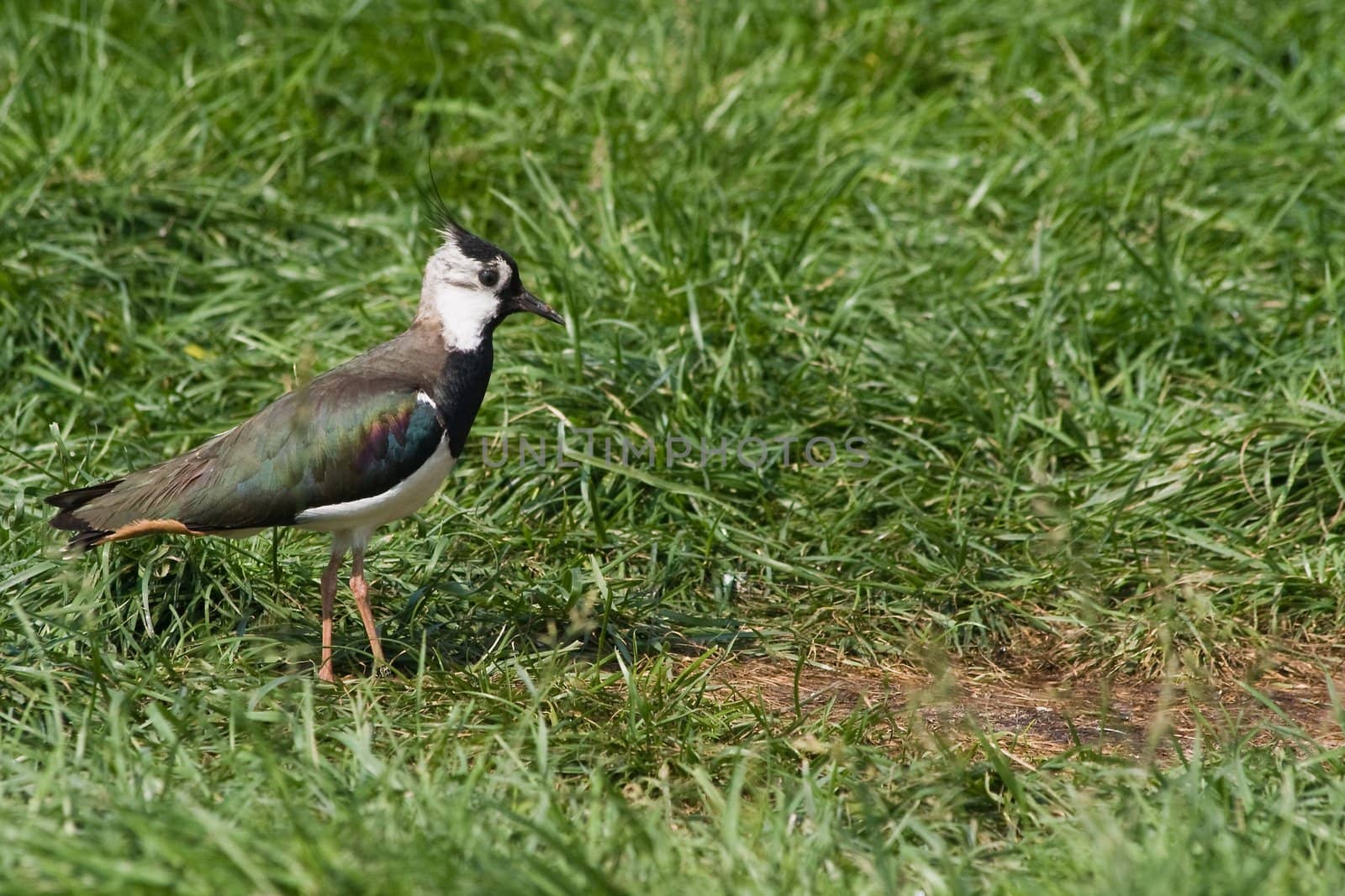 Northern Lapwing is living and breeding on open cultivated grasslands