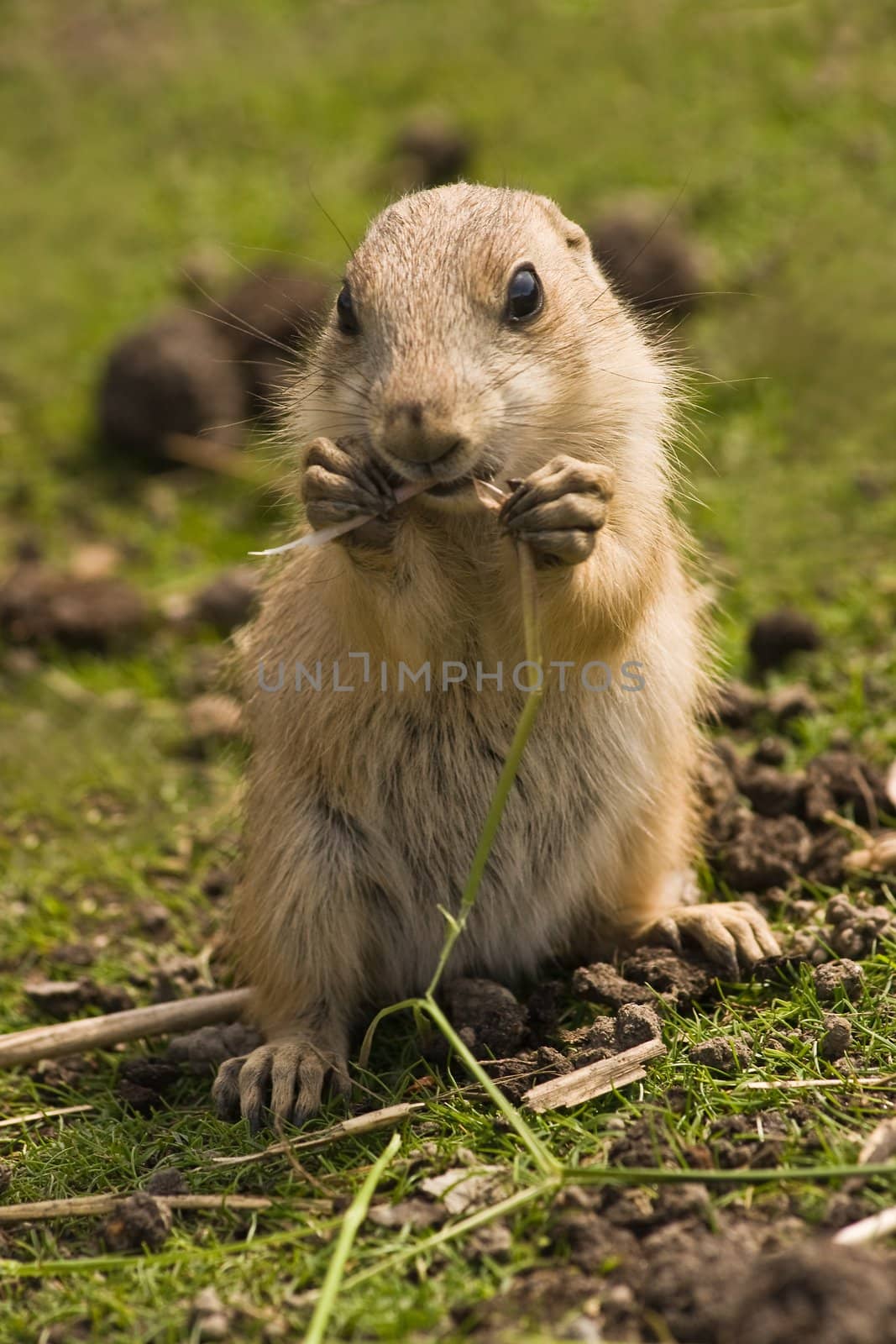 Cute baby prairie dog eating some grass