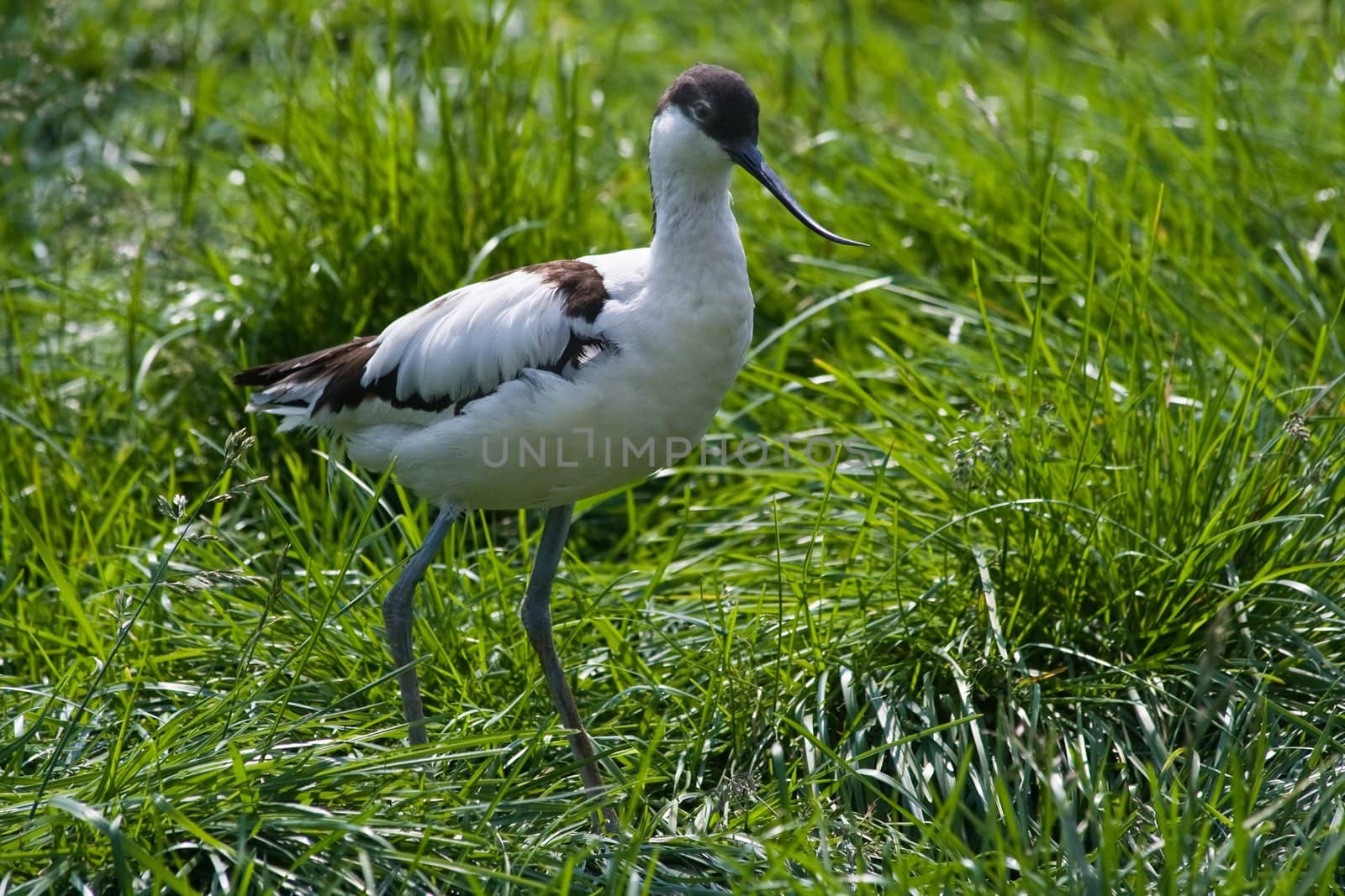 Pied Avocet walking by Colette