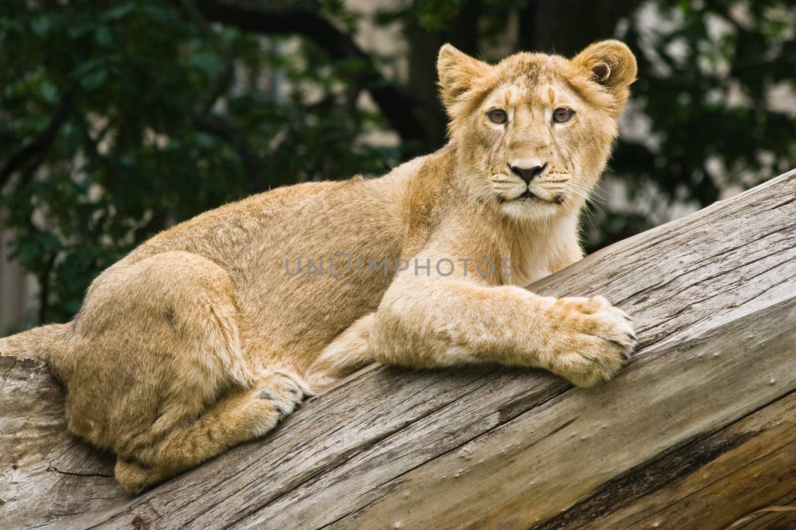 Young lioness climbed on tree and looking