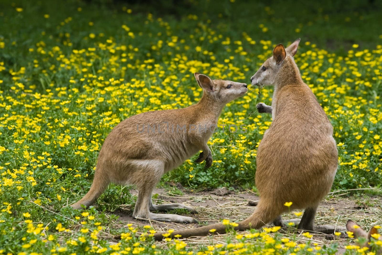 Two wallaby kangaroos between buttercup flowers in spring, eating together from same branch