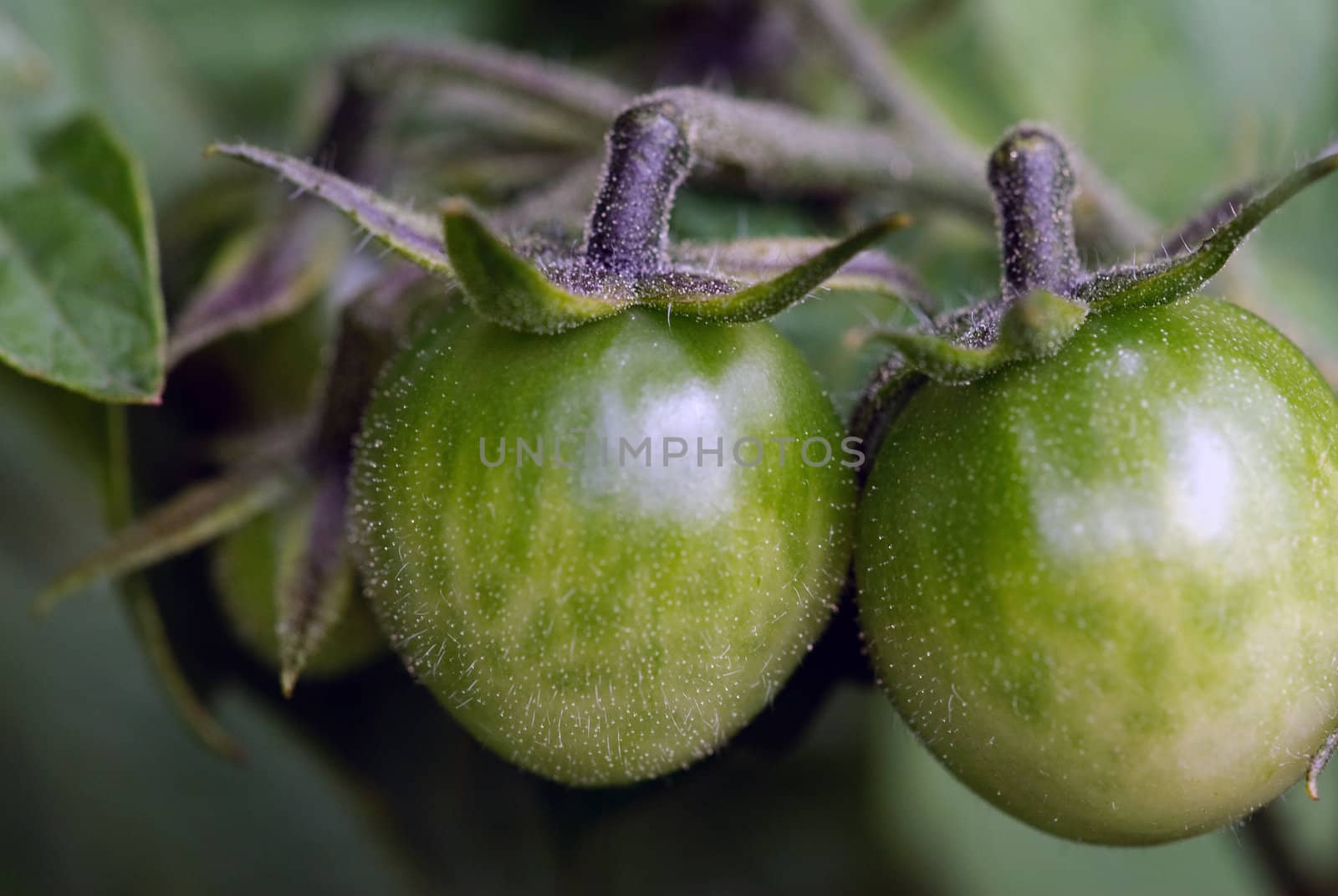 Green Tomatoes by nialat