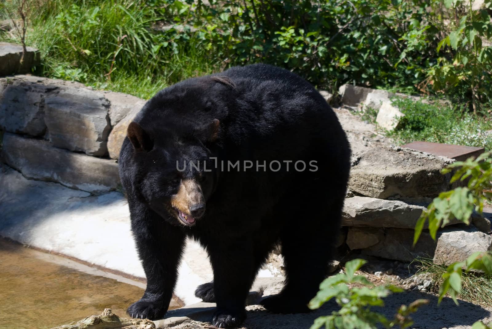 A big black bear in early Spring