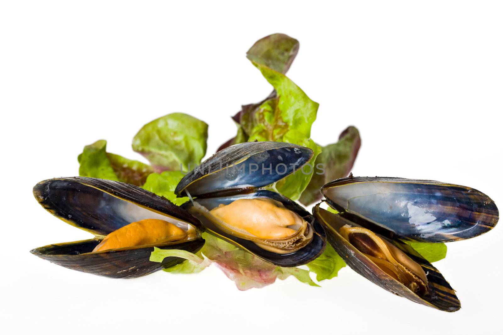 cooked open blue mussels