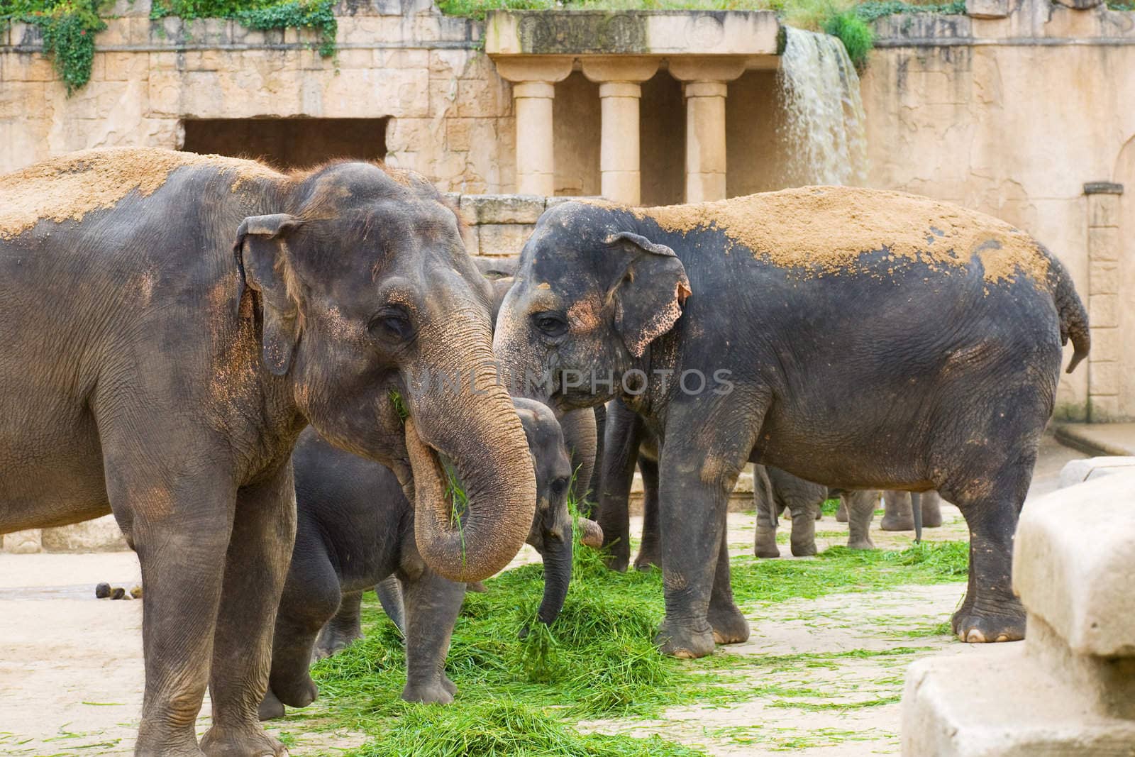 Elephants eat grass by y_serge