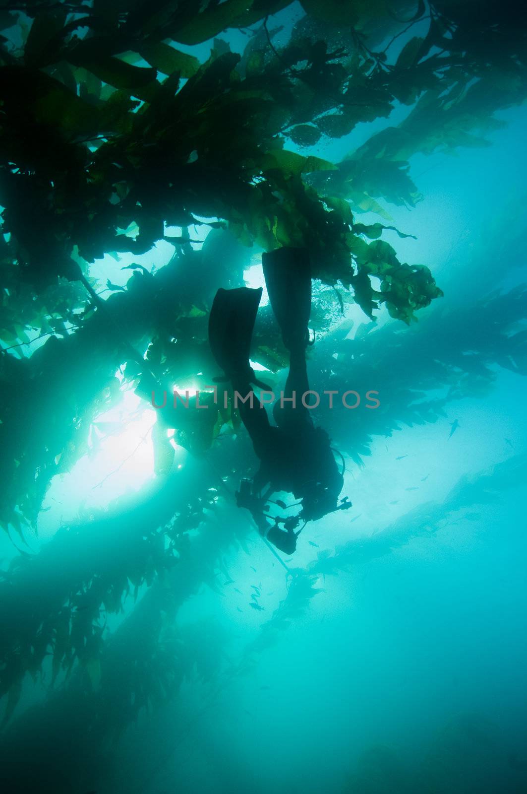 Scuba diver with camera in kelp bed by Channel Islands, CA.