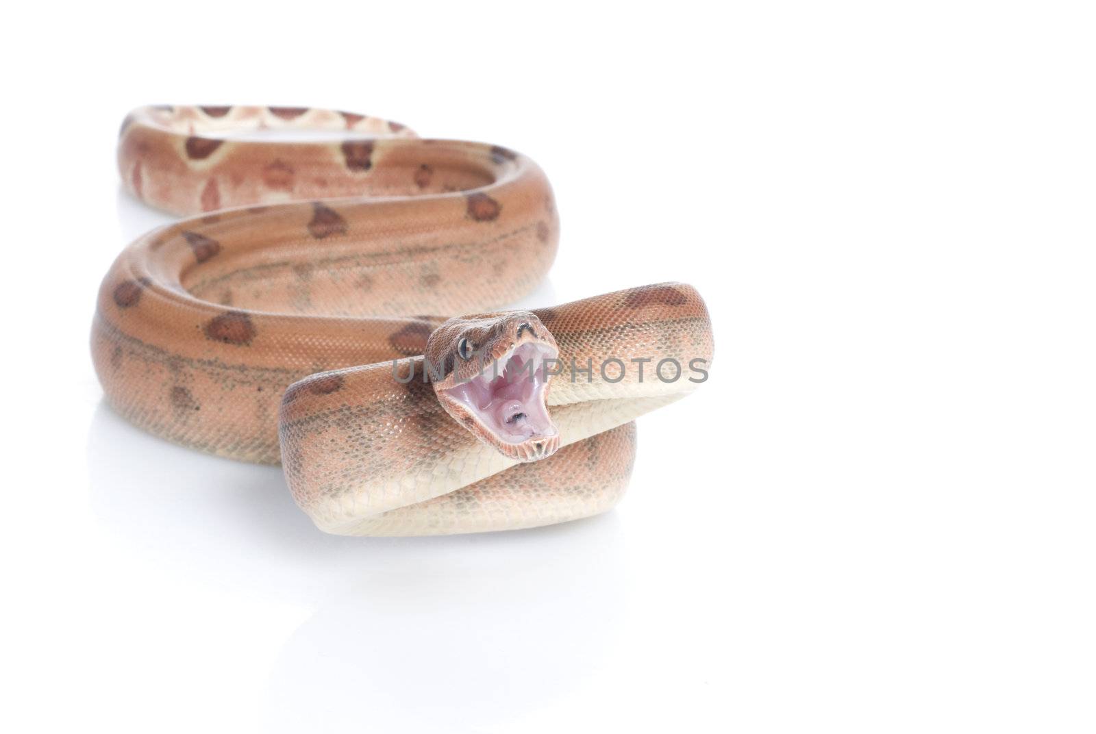 Hypo Redtail Boa by Njean