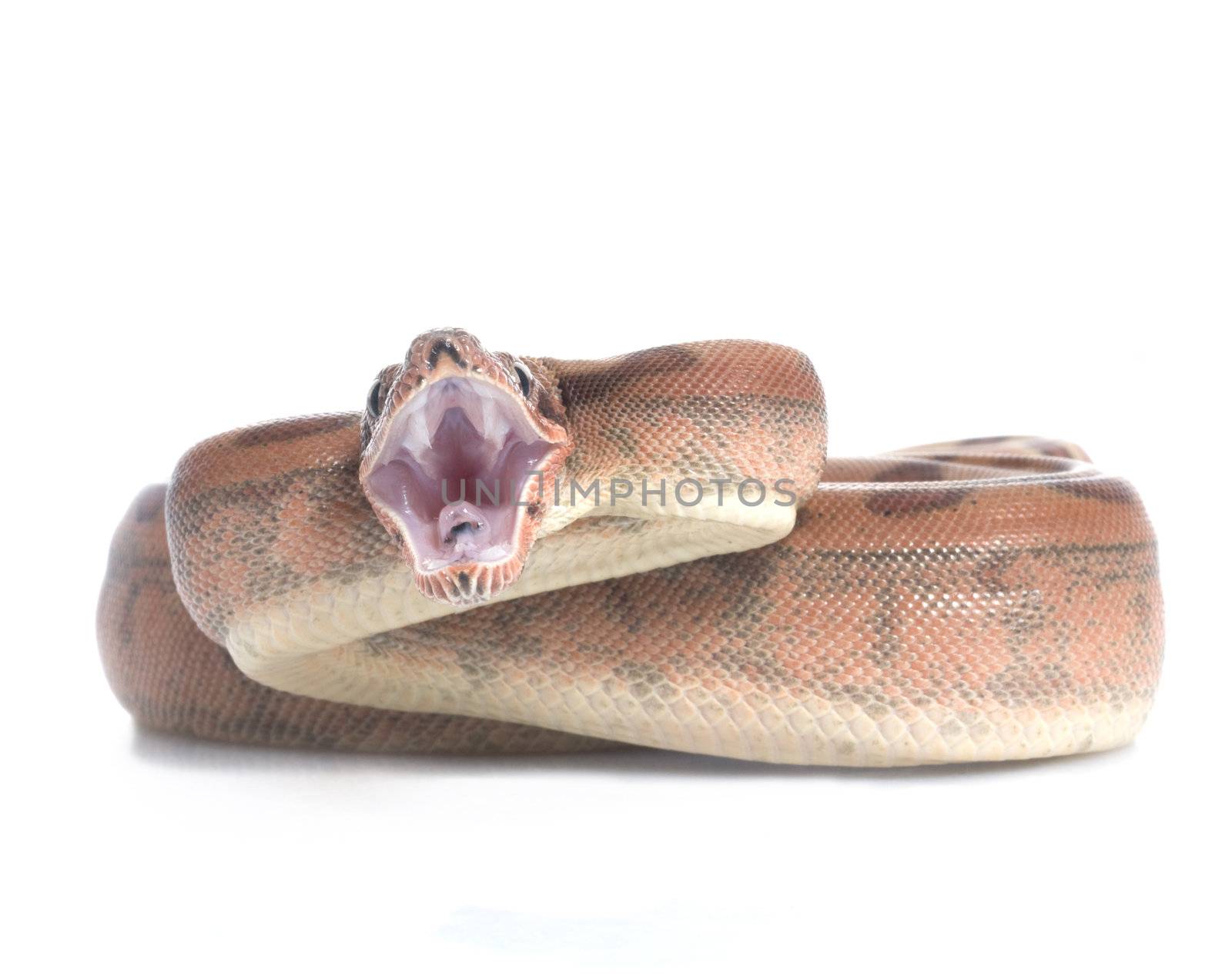 Hypo Redtail Boa in attack pose. 