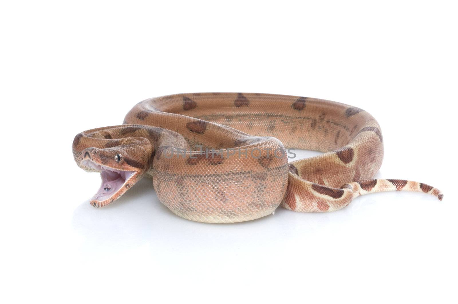 Hypo Redtail Boa by Njean