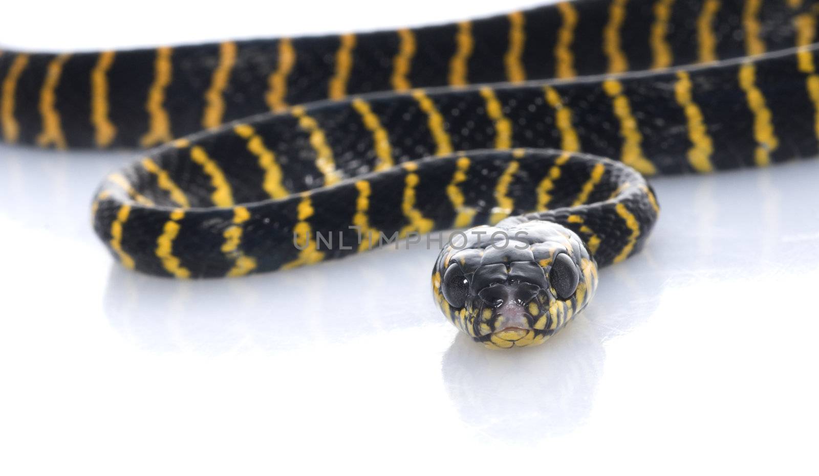 Jungle Carpet Snake against white background. 