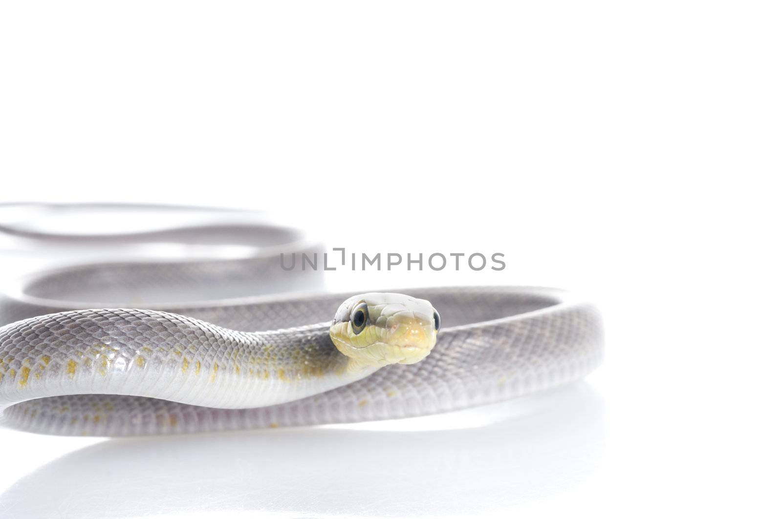 Silver phase Red-tailed Rat Snake by Njean