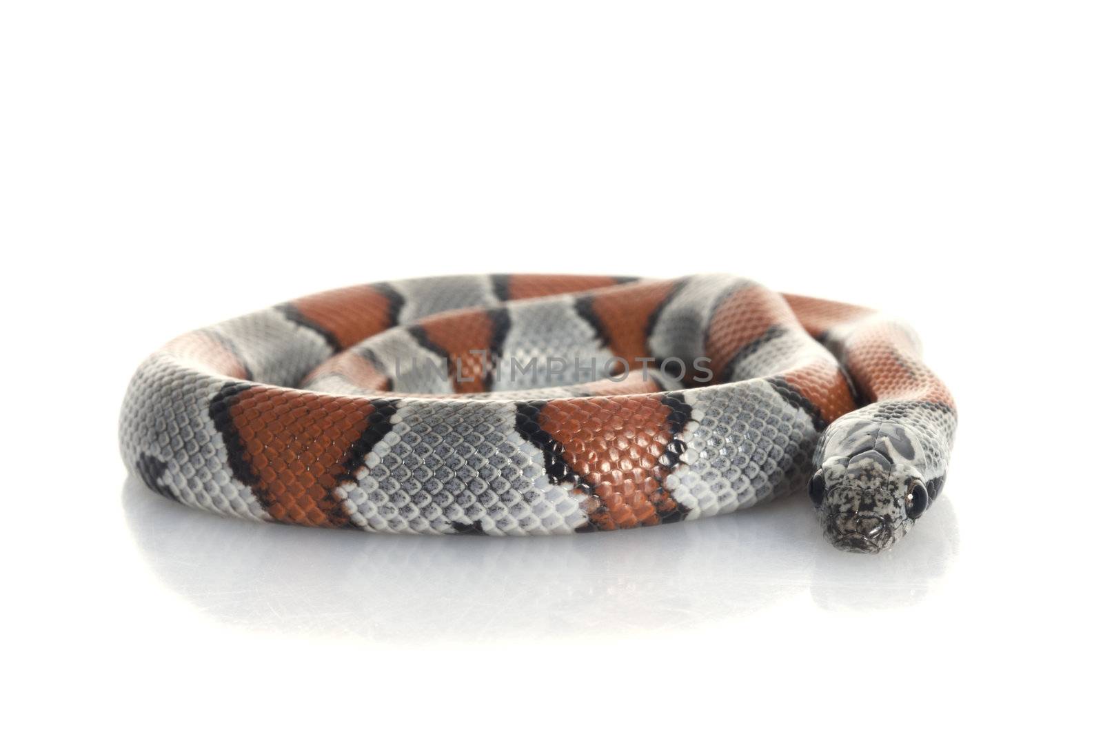 Gray Banded Snake coiled up.