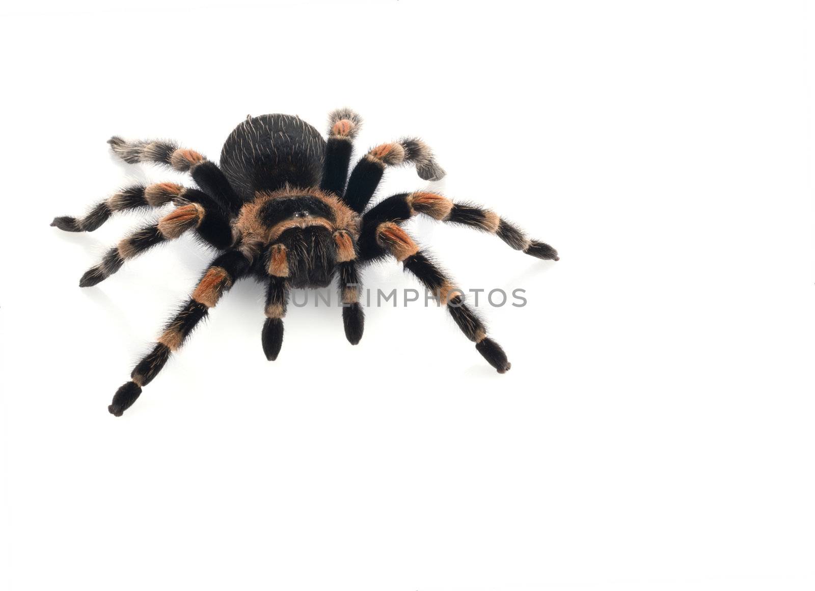Mexican Red Knee Tarantula  by Njean