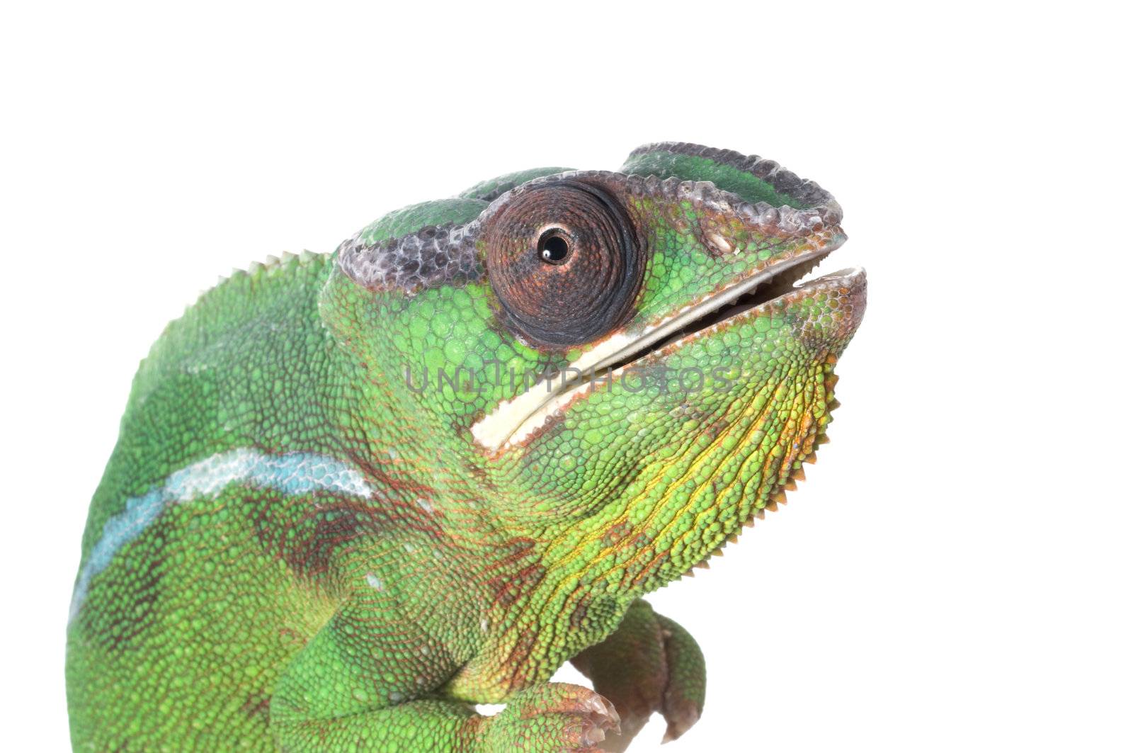 Panther Chameleon close-up staring at viewer. 